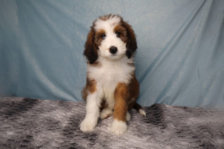 Adorable fluffy tri-color puppy sitting on a gray blanket with a blue backdrop, looking at the camera.