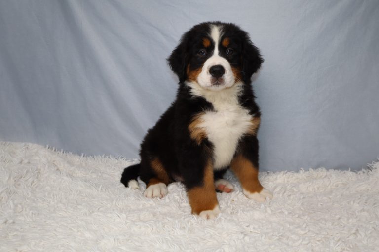 Bernese Mountain Dog puppy sitting on a white fluffy rug with a light blue backdrop, looking at the camera.