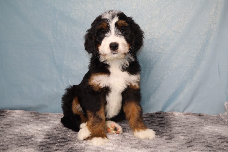 Cute tricolor puppy (black, white, and tan) sitting on a gray textured blanket with a light blue backdrop behind it.