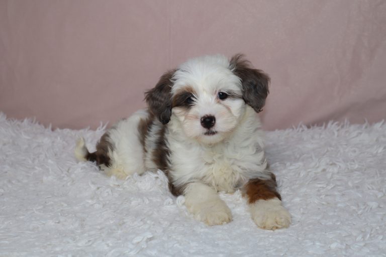 Small fluffy puppy with white, brown, and black fur lying on a white shag rug against a pink backdrop.