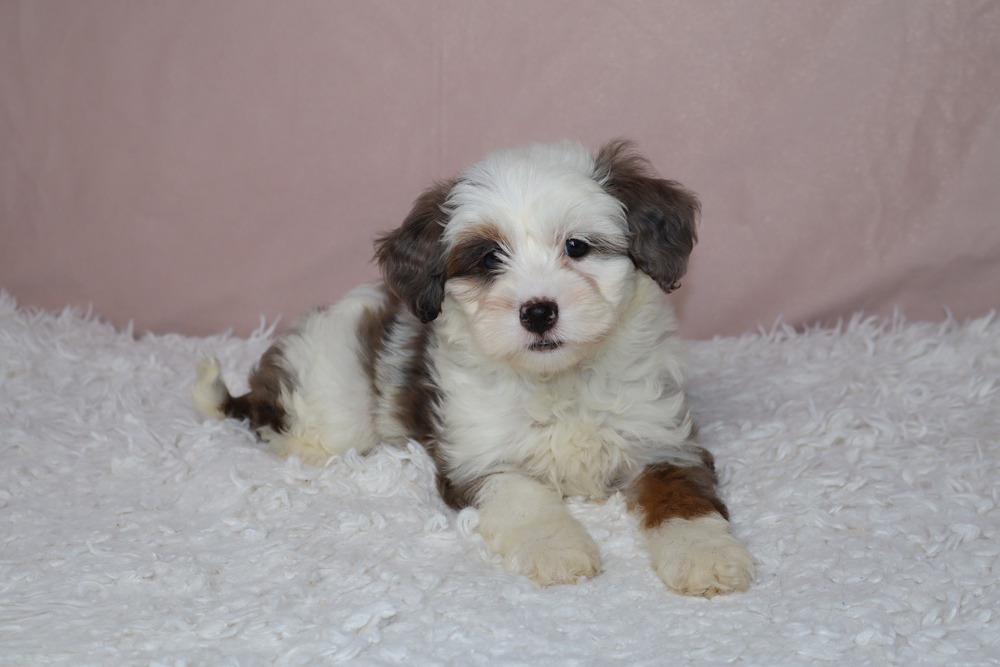 Small fluffy puppy with white, brown, and black fur lying on a white shag rug against a pink backdrop.
