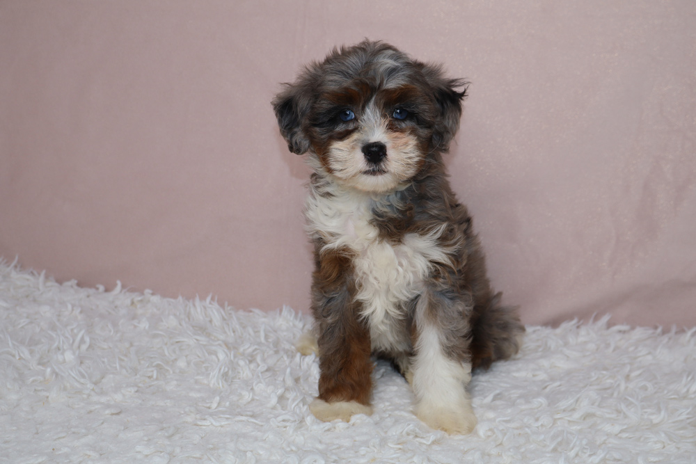 Tri-colored fluffy puppy sitting on a white shaggy rug with a pink background, looking at the camera in a studio setting.
