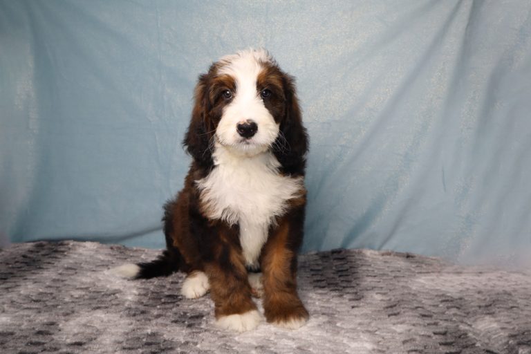 Adorable fluffy puppy sitting on a gray textured blanket with a blue backdrop, looking at the camera.
