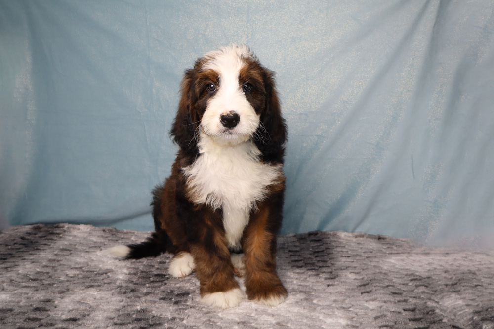 Adorable fluffy puppy sitting on a gray textured blanket with a blue backdrop, looking at the camera.