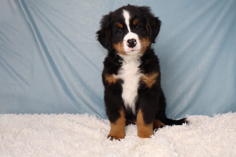 Adorable Bernese Mountain Dog puppy sitting on a white fluffy rug with a blue backdrop.