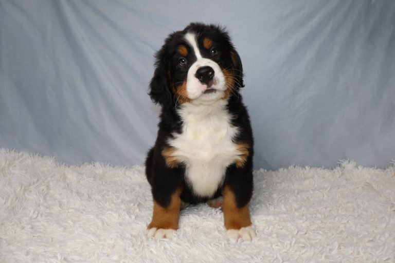 Bernese Mountain Dog puppy sitting on a white fluffy rug with a light blue backdrop, looking at the camera with a curious expression.