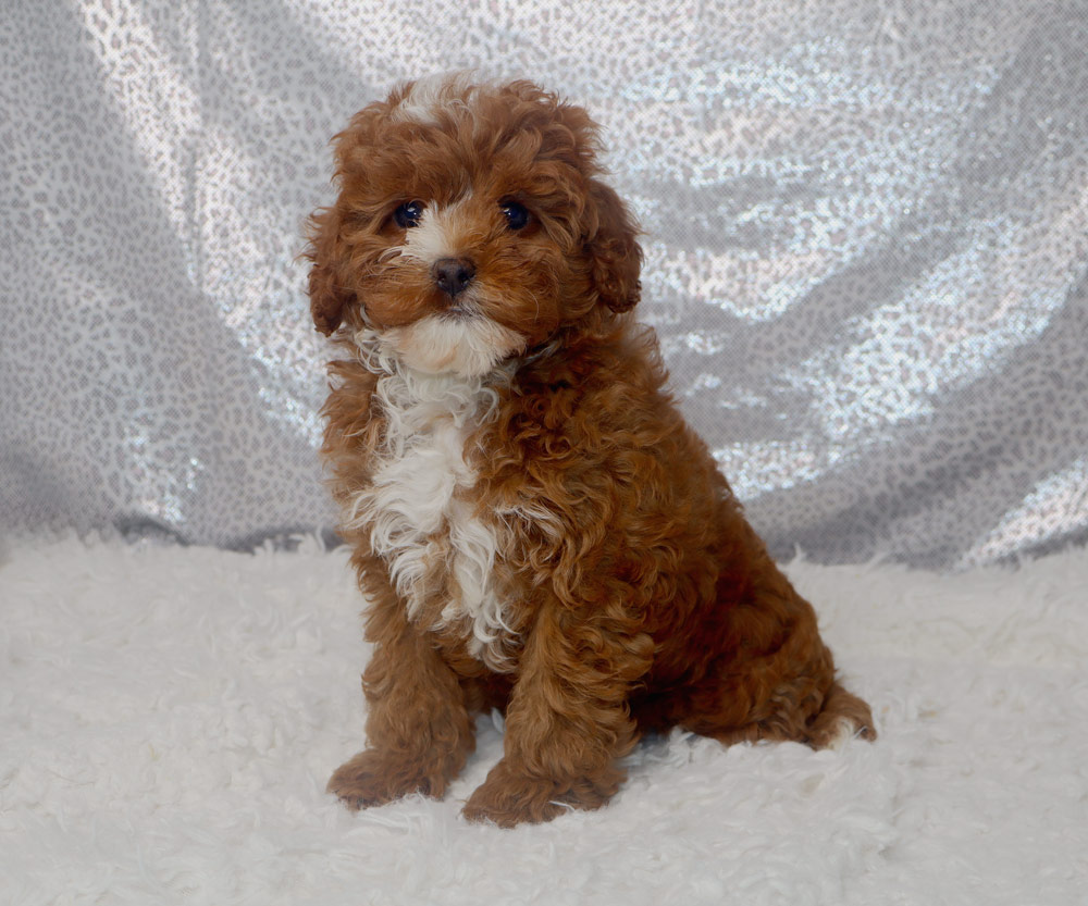 Brown and white fluffy puppy sits on a white rug, looking at the camera with dark eyes and a black nose.