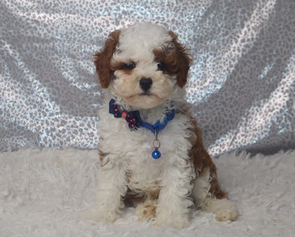 Cute small puppy with white and brown curls wearing a blue collar and pink-accented bow, posing on a fluffy white surface with a blue bell tag visible.