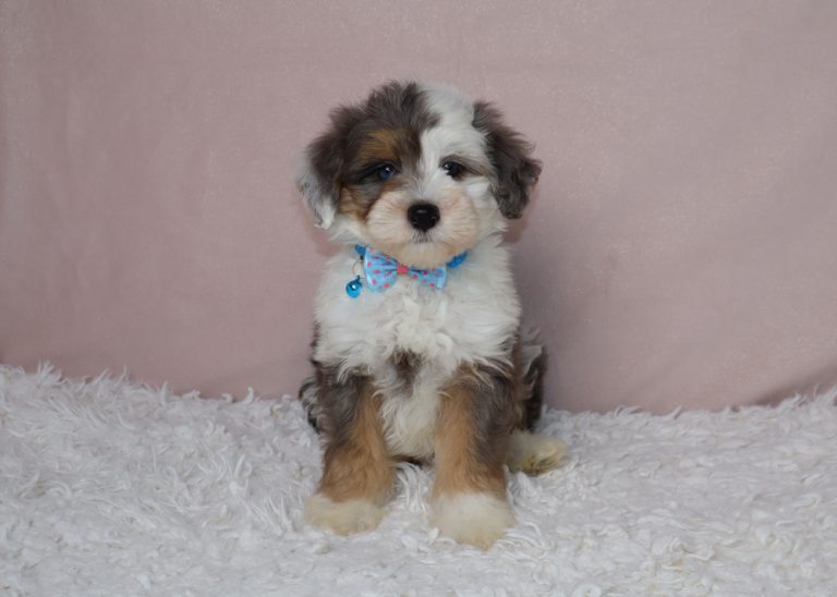 Fluffy tri-color puppy wearing a blue bow tie sits on a white shag rug with a pink backdrop in a studio.