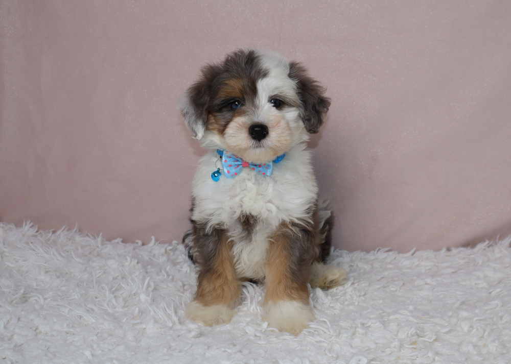 Fluffy tri-color puppy wearing a blue bow tie sits on a white shag rug with a pink backdrop in a studio.