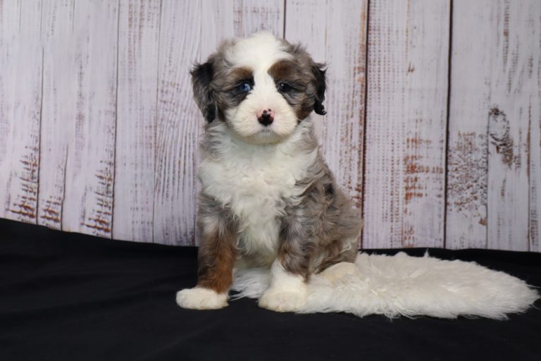 Fluffy tricolor puppy (white, gray, brown) sits on a black surface with a light wood backdrop behind it.