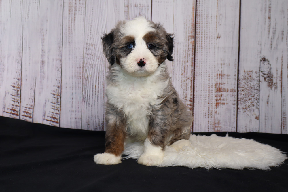 Fluffy tricolor puppy (white, gray, brown) sits on a black surface with a light wood backdrop behind it.