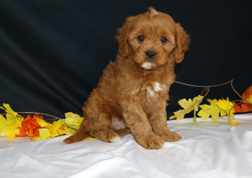 Brown fluffy puppy sitting on white fabric with autumn leaves against a dark backdrop.
