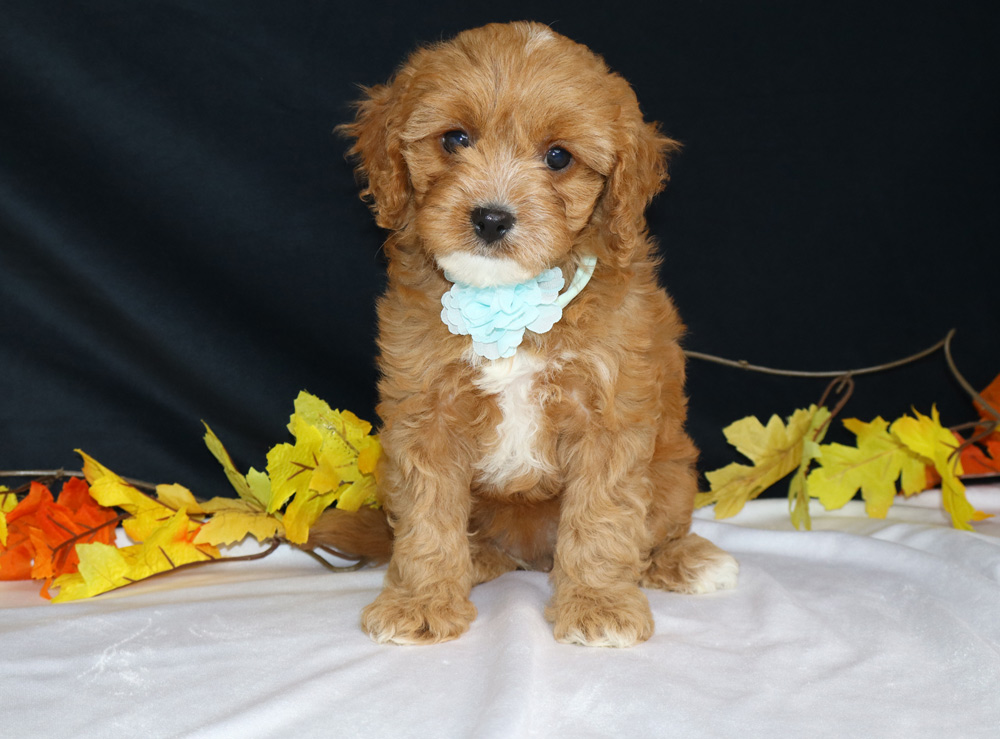 Golden-brown puppy with a pale blue flower collar sits on a white surface against a dark backdrop, autumn leaves around it.