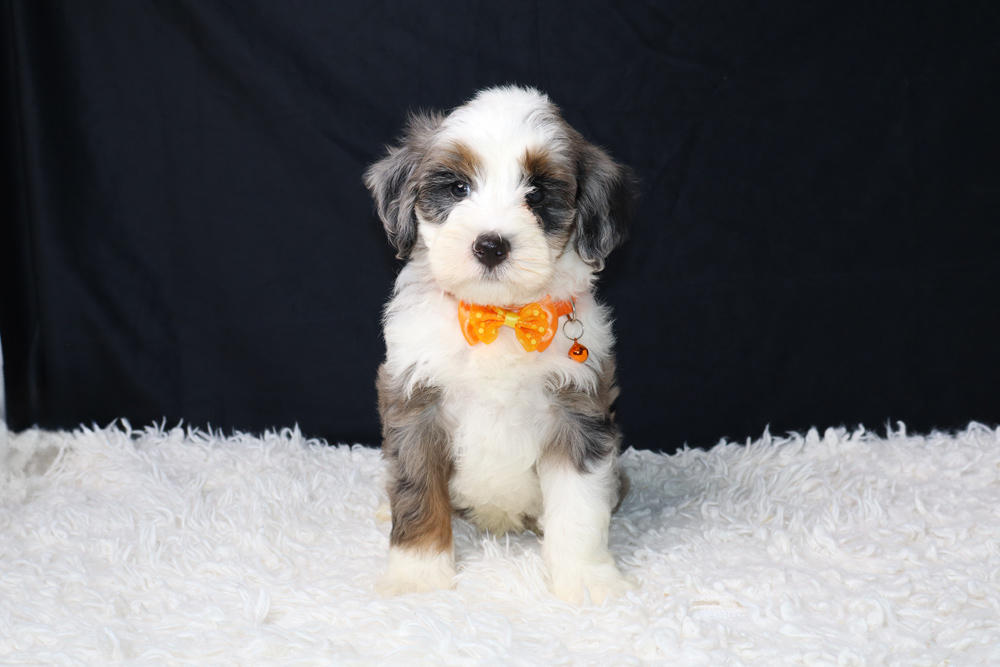 Small fluffy puppy with white, gray, and tan fur wearing an orange bow tie sits on a white shag rug against a black backdrop.