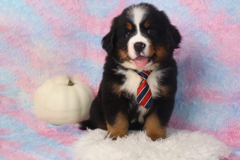 Cute Bernese Mountain Dog puppy wearing a red striped tie sits on a fluffy white rug with a white pumpkin beside a pastel backdrop.