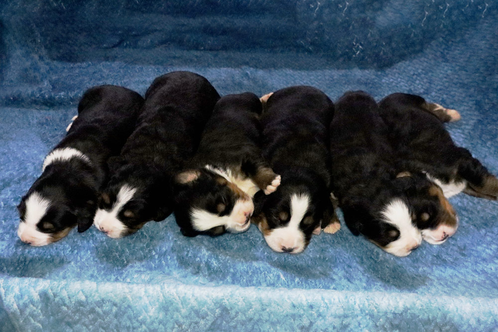Five newborn black-and-white puppies sleeping side by side on a blue blanket.