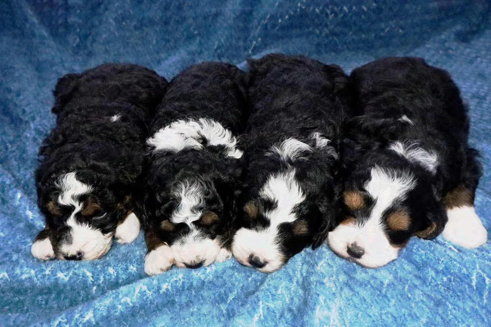 Blue’s Mara & Dreamer F1b Micro Bernedoodle Litter