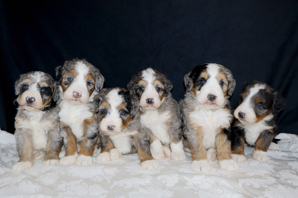 Six fluffy tricolor puppies sit in a row on a white patterned cloth against a dark backdrop.