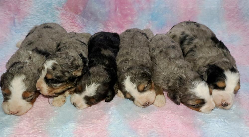 Five newborn puppies cuddled together asleep on a pastel pink and blue blanket on a soft surface.