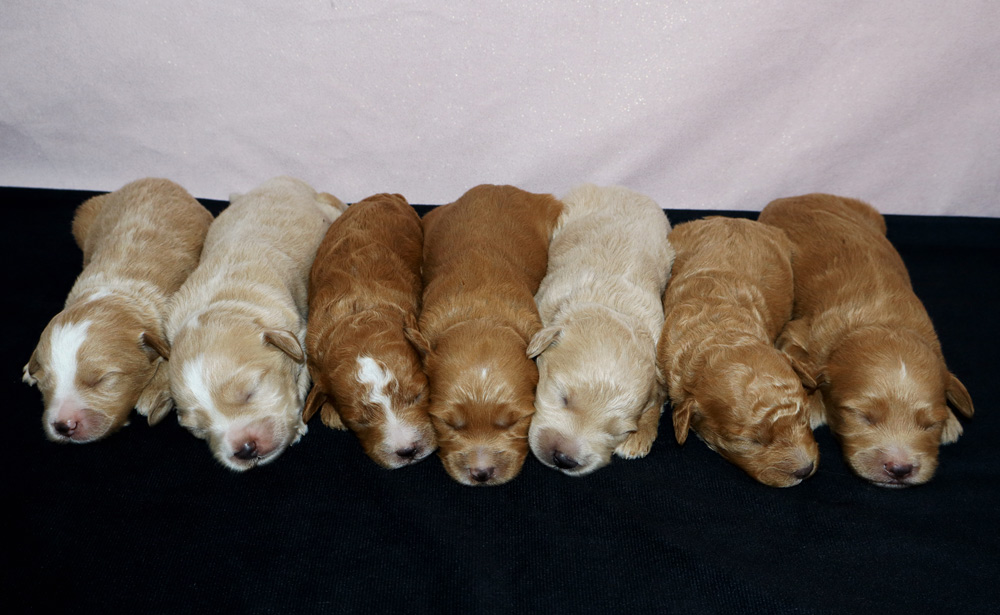 Blue’s Tara & Woodlot’s Bruno F1b Mini Goldendoodle Litter