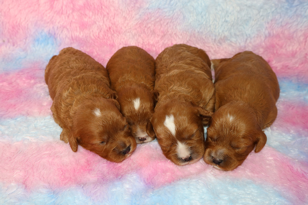 Carly & Titan F1 Cavapoo Litter