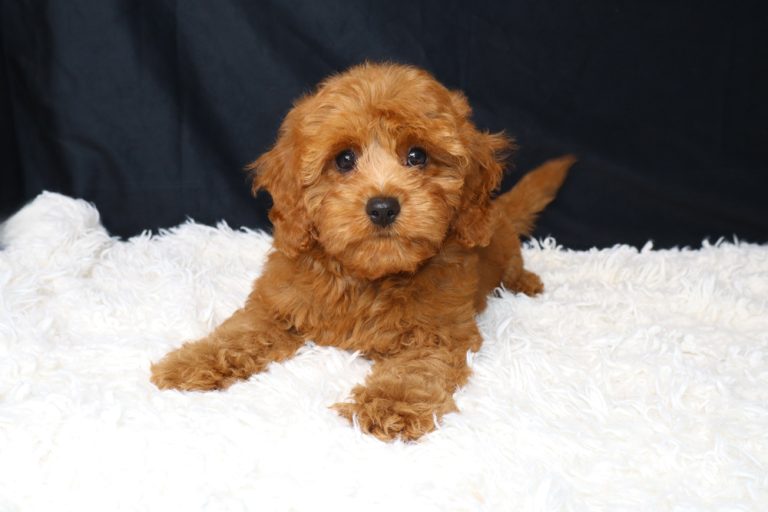 Brown fluffy puppy lying on a white shag rug, looking at the camera.