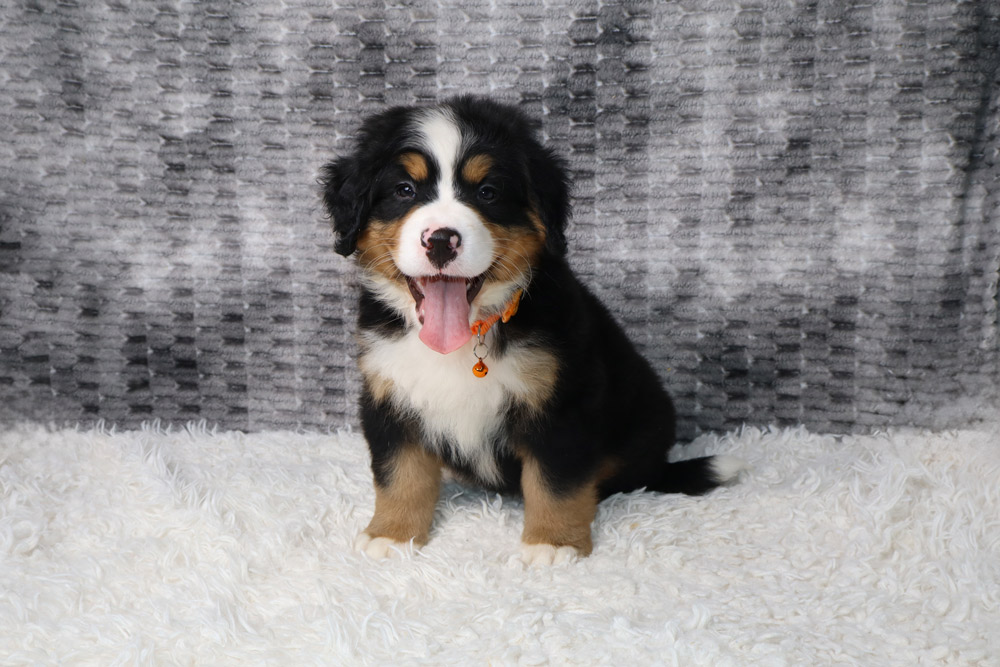 Bernese Mountain Dog puppy sitting on a white fluffy rug with tongue out and an orange collar.