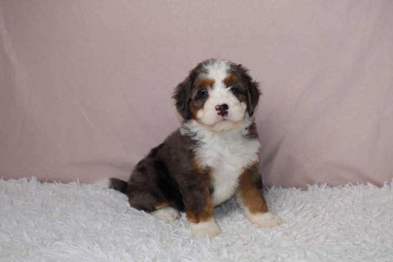 Cute tri-color Bernedoodle-like puppy sitting on a white fluffy rug with a pink backdrop.