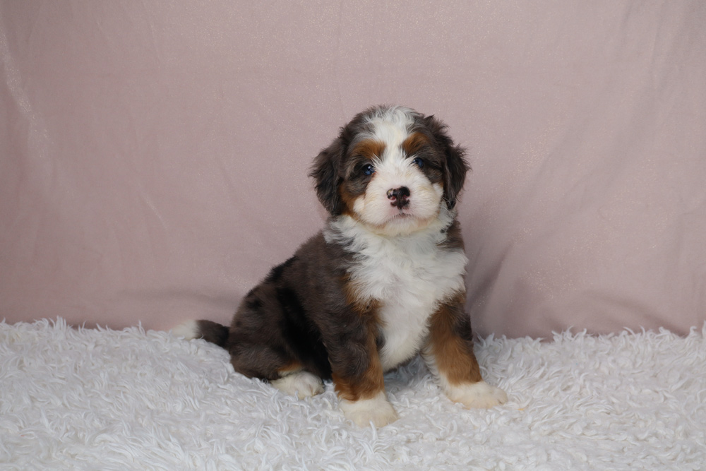 Cute tri-color Bernedoodle-like puppy sitting on a white fluffy rug with a pink backdrop.