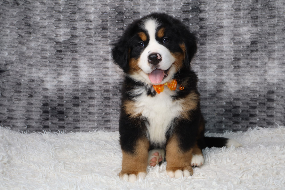 Bernese Mountain Dog puppy with an orange bow tie, sitting on a white fluffy rug.