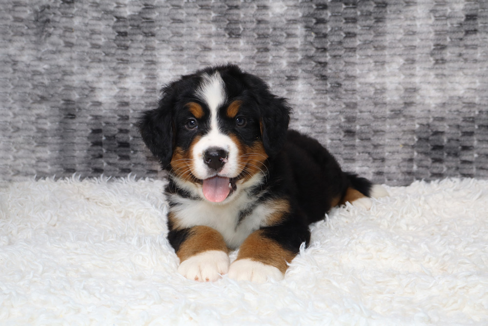Cute Bernese Mountain Dog puppy lying on a white fluffy rug, tongue out.