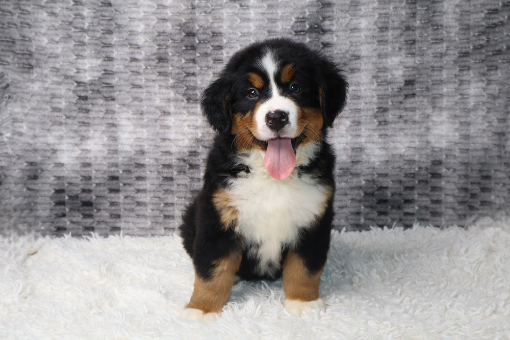 Tri-color Bernese Mountain Dog puppy sitting on a white shag rug with a gray patterned backdrop, tongue out.