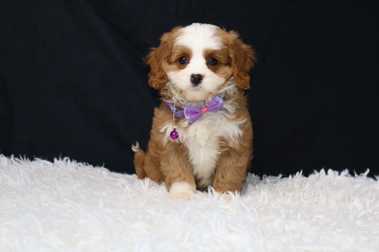 A small brown and white puppy sits on a white fluffy rug, wearing a purple bow tie and a pink heart-shaped tag against a dark background.