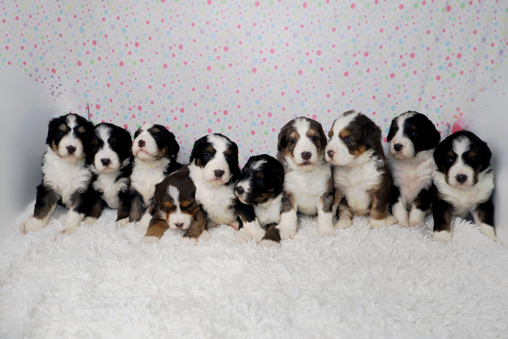 Group of ten fluffy black, white, and brown puppies sitting on a white rug with a pastel polka-dot backdrop.