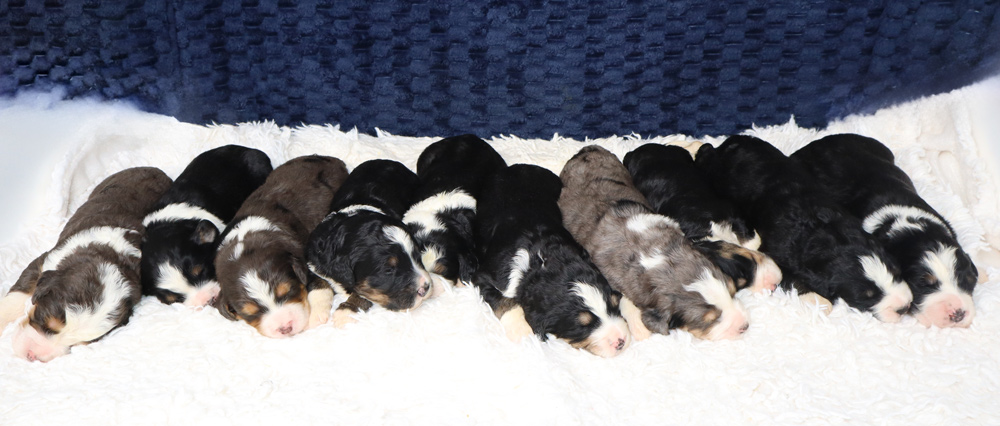 Flintside’s Rosa & River F1 Standard Bernedoodle Litter