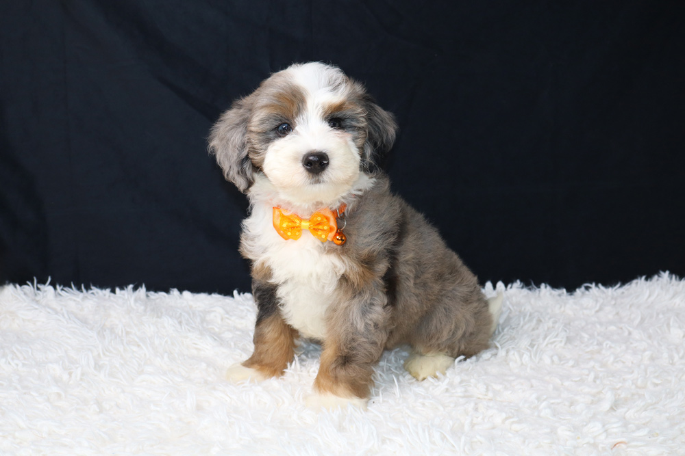 Fluffy tri-color puppy with an orange bow tie sits on a white shag rug against a dark background.
