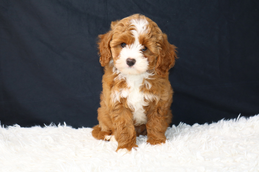 Fluffy brown and white puppy sitting on a white shag rug against a dark background.