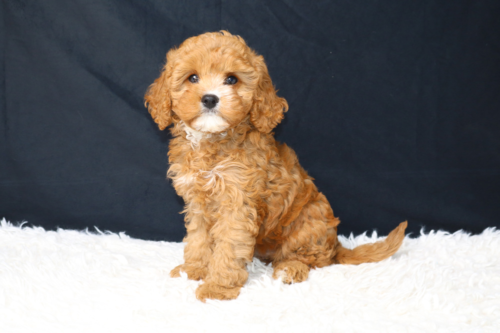 Puppies For Sale In Bixby, OK