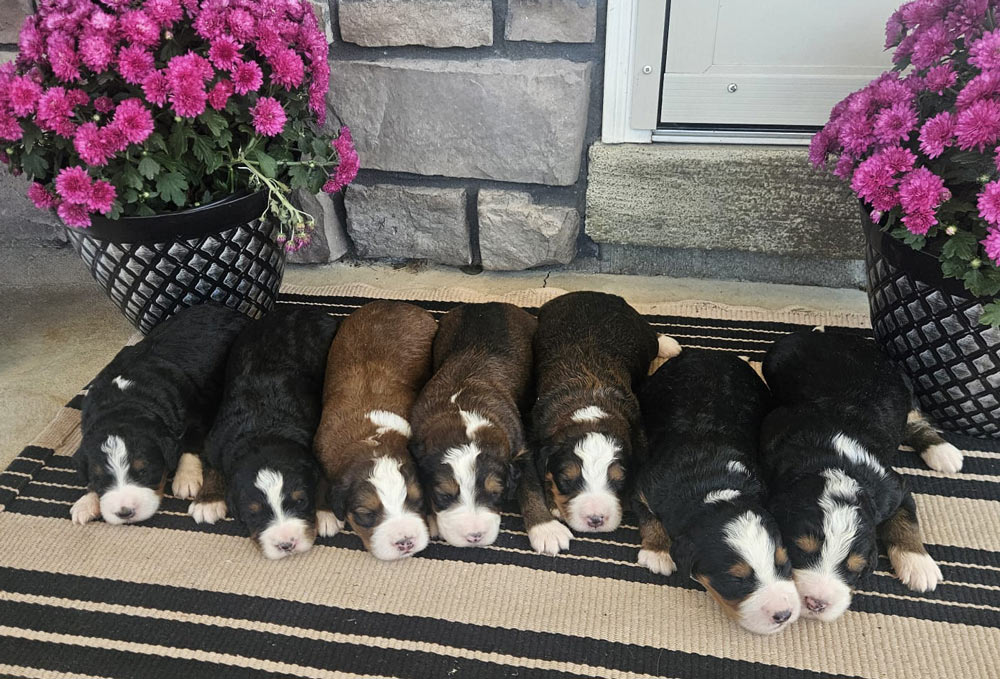 Eight newborn puppies sleeping side by side on a striped outdoor rug by a doorway, with pink flowers in planters on each side.