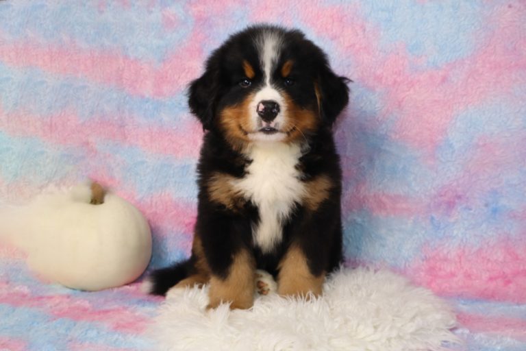 Bernese Mountain Dog puppy posing on a white fluffy rug with a pastel pink‑blue backdrop and a white pumpkin nearby.