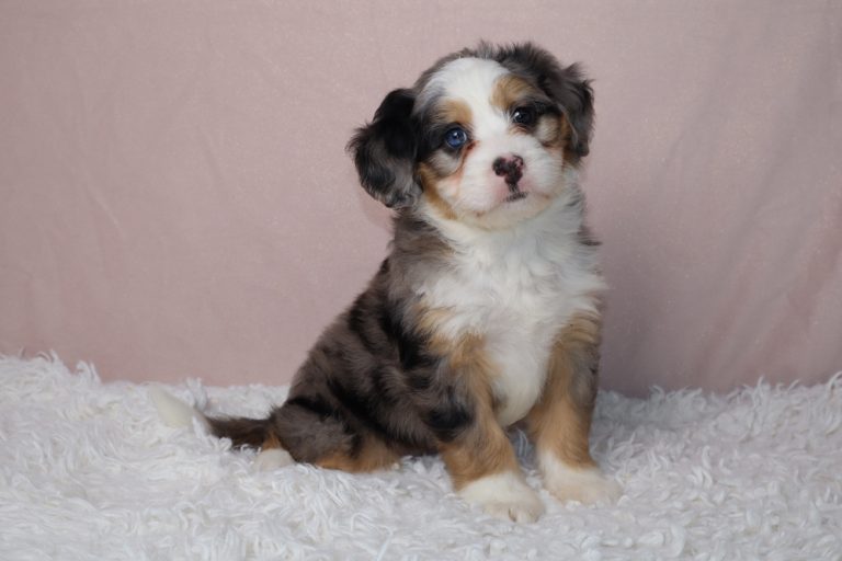 Tri-color puppy with blue eyes sitting on a white fluffy rug in front of a pink backdrop, looking at the camera.