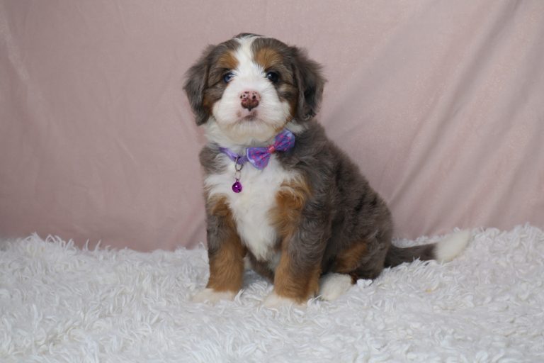 Fluffy tri-color puppy with a purple bow tie and pink tag sits on a white shag rug, facing the camera.