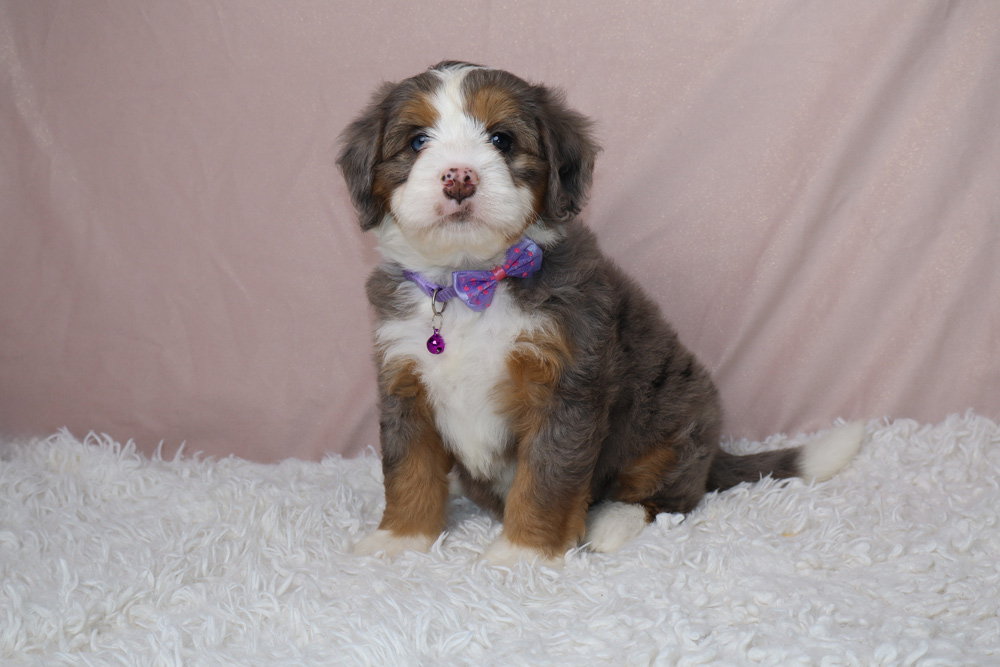 Fluffy tri-color puppy with a purple bow tie and pink tag sits on a white shag rug, facing the camera.