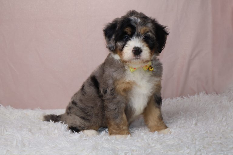 Cute fluffy puppy wearing a yellow bow tie, sitting on a white shag rug with a pink backdrop.