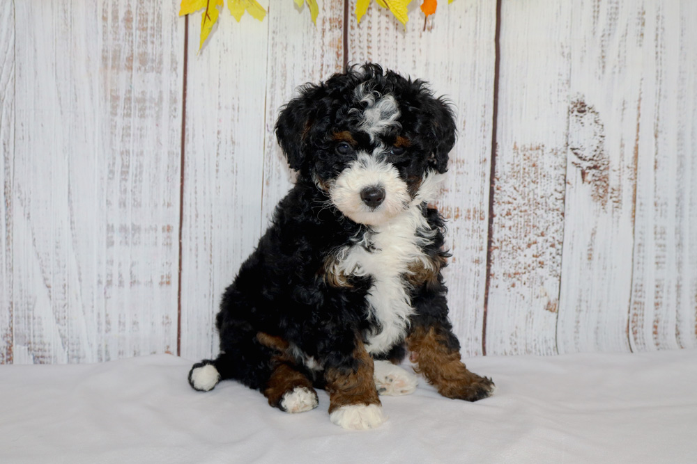 Fluffy black, white, and brown puppy seated on a white cloth with a white-washed wooden backdrop.