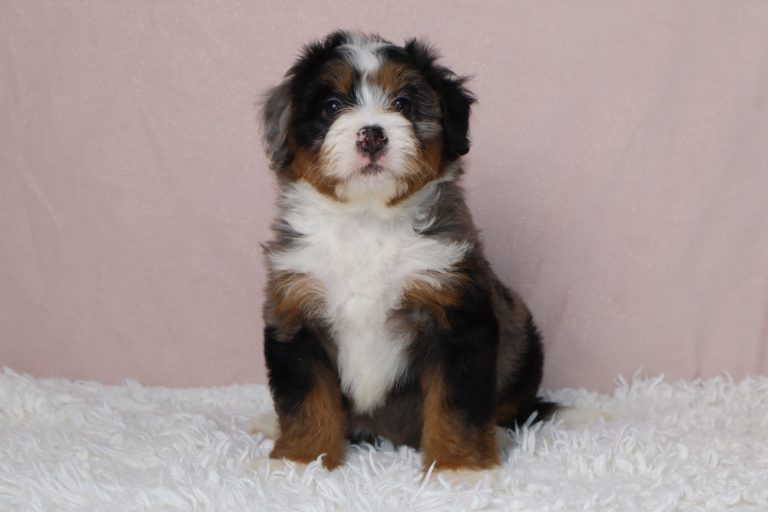 Young, tri-color puppy sitting on a white fluffy rug against a soft pink backdrop, looking at the camera with a curious expression, white chest and brown/black markings A small fluffy puppy with white chest and black-brown fur sitting upright on a white shag rug, posing for the photo Adorable tri-color puppy (black, brown, white) seated on a plush white rug with a pale pink background, facing forward Cute young puppy posing for the camera, featuring a white chest and brown-black fur on a plush surface Puppy portrait: tri-color coat, white chest, seated on a fuzzy white rug with a light pink backdrop