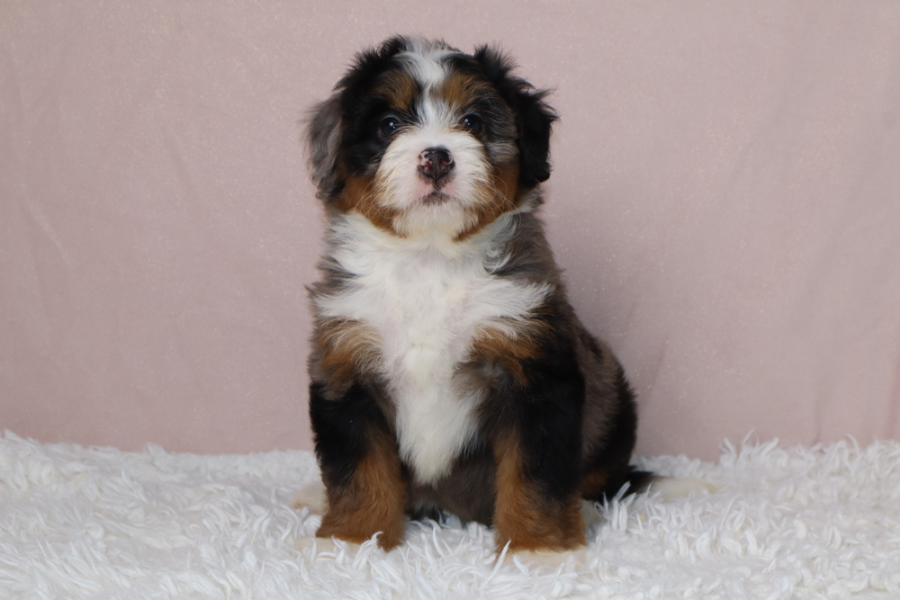 Young, tri-color puppy sitting on a white fluffy rug against a soft pink backdrop, looking at the camera with a curious expression, white chest and brown/black markings A small fluffy puppy with white chest and black-brown fur sitting upright on a white shag rug, posing for the photo Adorable tri-color puppy (black, brown, white) seated on a plush white rug with a pale pink background, facing forward Cute young puppy posing for the camera, featuring a white chest and brown-black fur on a plush surface Puppy portrait: tri-color coat, white chest, seated on a fuzzy white rug with a light pink backdrop