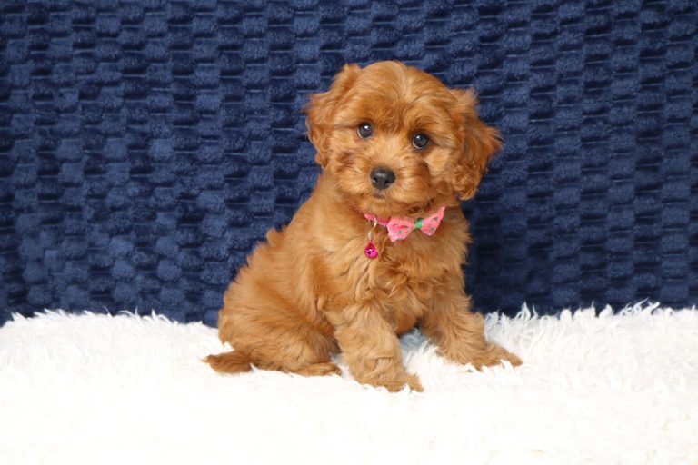 Brown fluffy puppy wearing a pink bow tie, sitting on a white shag rug against a dark blue textured backdrop.
