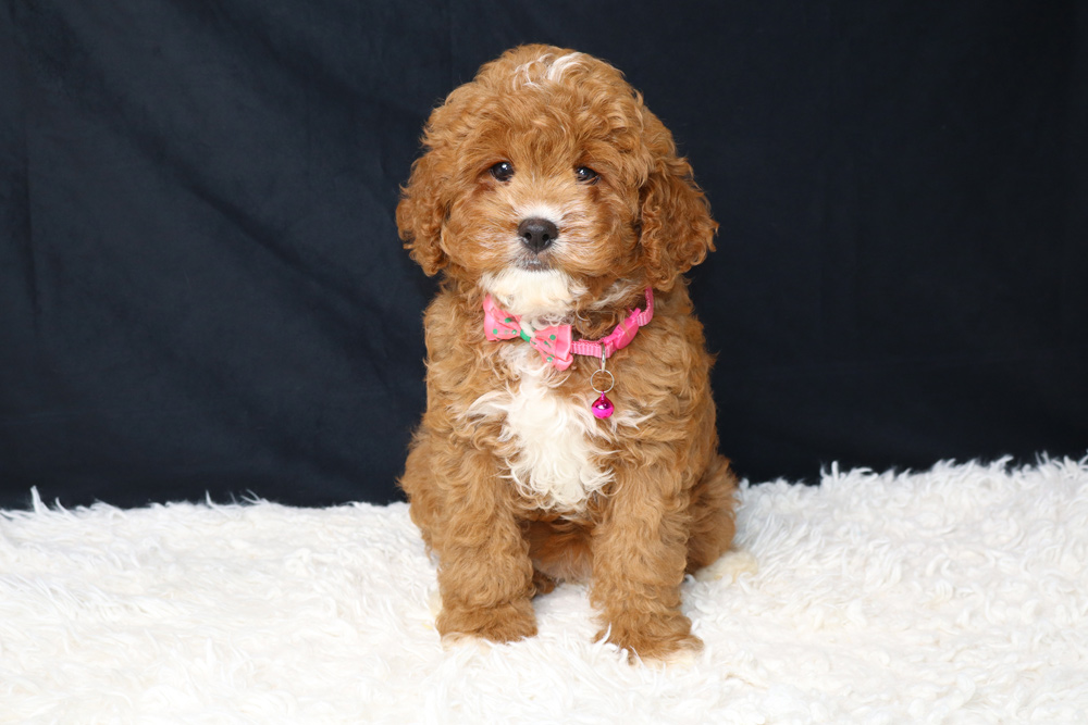 Cute fluffy brown puppy with a white chest sitting on a white shag rug, wearing a pink bow tie collar against a dark backdrop.